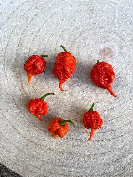 Carolina Reaper